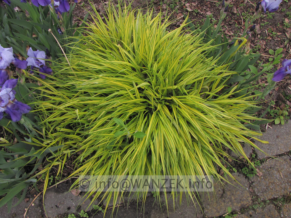 Hakonechloa macra Aureola 01.JPG